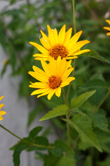 Bright Yellow Helenium Flower on Green Background — Summer Wildflower Close-Up