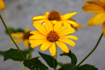 Bright Yellow Helenium Flower on Green Background — Summer Wildflower Close-Up