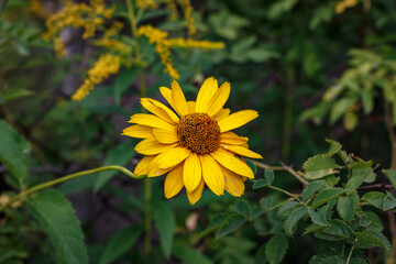Bright Yellow Helenium Flower on Green Background — Summer Wildflower Close-Up