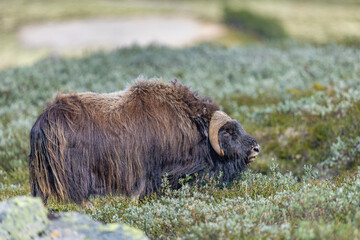 Piżmowół arktyczny, Musk ox, muskox, Norewgia © Michal Przystas