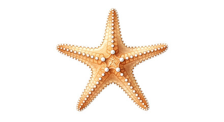 A single orange starfish isolated on transparent background