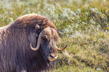 Piżmowół arktyczny, Musk ox, muskox, Norewgia © Michal Przystas