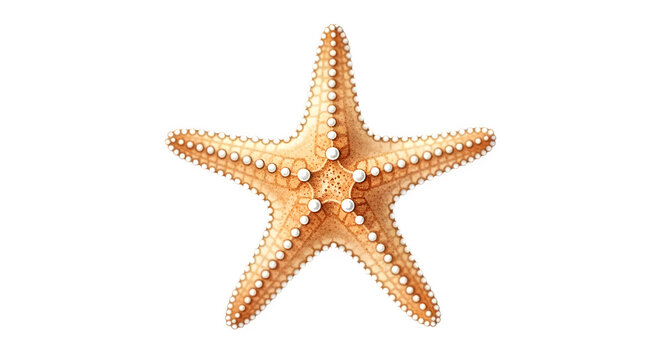 A single orange starfish isolated on transparent background,Png