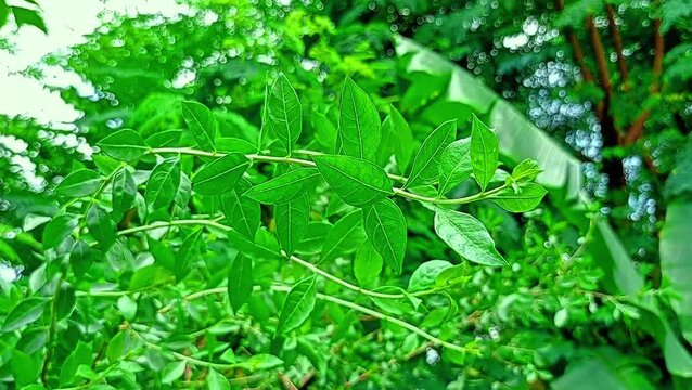 Beautiful green henna leaves (henna leaves)