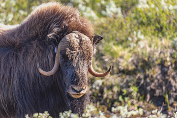 Piżmowół arktyczny, Musk ox, muskox, Norewgia © Michal Przystas