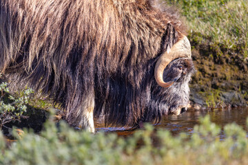 Piżmowół arktyczny, Musk ox, muskox, Norewgia © Michal Przystas