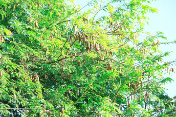 Raw tamarind fruit hang on the tamarind tree in the garden with natural background
