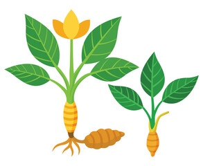 Two turmeric plants with green leaves, yellow flowers, and roots  on a white background