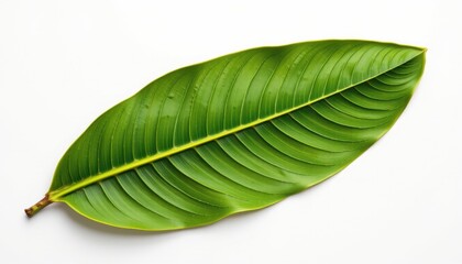 Obraz premium a high resolution, ultra sharp isolated texture sample of banana leaf, placed on a pure white background with no shadow or minimal soft shadows only