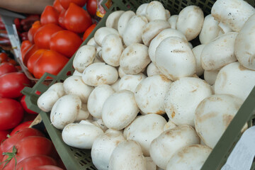 Healthy organic large button mushrooms ready for cooking. Earthy culinary ingredient large white mushrooms for gourmet dishes. Champignon mushrooms are sold at the market.