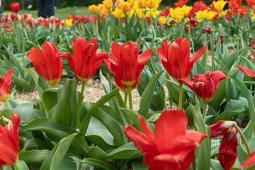 Vibrant tulips bloom in a colorful garden, showcasing various species on a sunny meadow. Their elegant petals create a stunning display, celebrating the beauty of springtime.