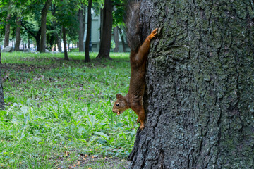 A Squirrel Climbing A Tree Trunk Showcasing Agility And Natural Beauty In The Forest. Symbol Of Determination And Growth As A Squirrel Ascends A Rugged Tree Trunk.