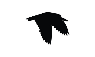 Flying American oystercatcher bird Silhouette Design  And Vector Illustration. 