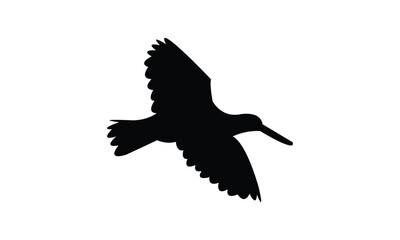 Flying American oystercatcher bird Silhouette Design  And Vector Illustration. 
