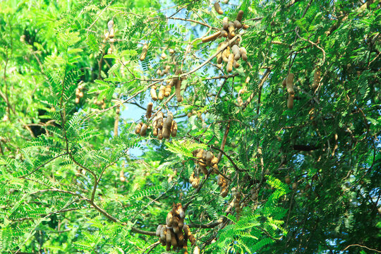 Raw tamarind fruit hang on the tamarind tree in the garden with natural background