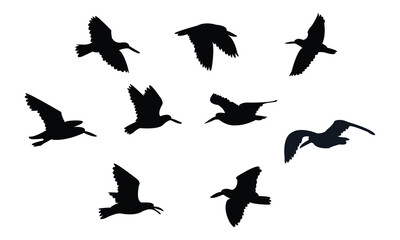 Flying American oystercatcher bird Silhouette Design  And Vector Illustration. 