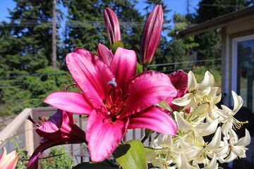 pink lily flowers