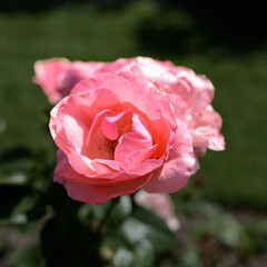 Pink rose.