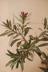 Close-Up of Green Plant with Red Flower Buds