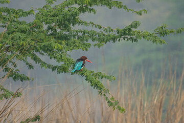 Close-Up Of White-Throated Kingfisher Halcyon Smyrnensis