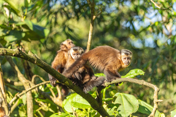 Brown capuchin (Sapajus apella) in the Manu National Park, Peru