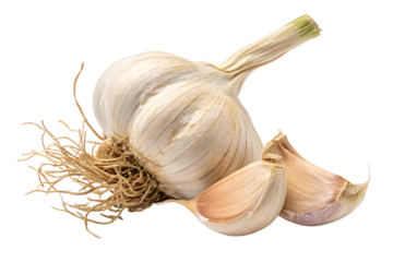 Fresh garlic bulb with papery skin intact showing dried roots and separated cloves nearby, isolated on a transparent background