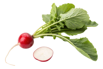 Small red radish with white taproot and fresh green serrated leaves attached above, isolated on a transparent background