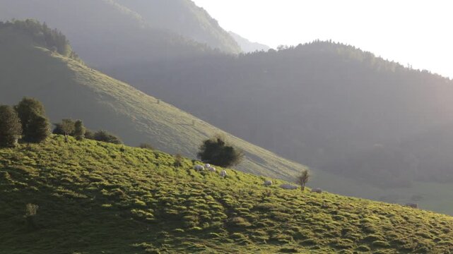 Des vaches broutent l'herbe fra&icirc;che de montagne un soir d'&eacute;t&eacute; sous un soleil couchant et rasant
