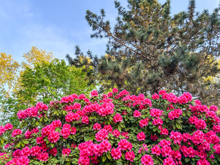 Fototapeta premium Pink Rhododendron Bloom