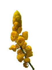 Senna alata (Cassia alata) or candle yellow flower clusters isolated on transparent background. PNG transparency. for medicinal plant
