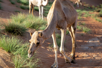 Herd of camels eat rare grass in the sands of Oman
