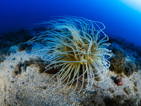Tube-dwelling anemone swaying gently in the ocean current