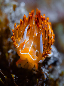 Colorful nudibranch crawling on reef: underwater marine life thriving