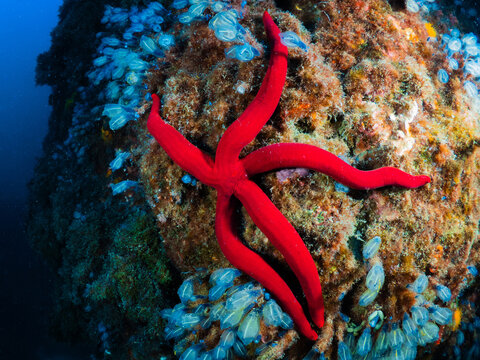 Red starfish exploring a vibrant underwater reef