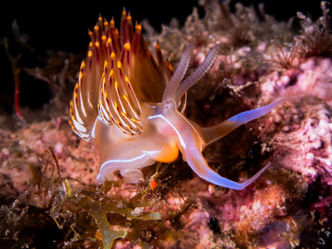 Colorful nudibranch crawling on reef