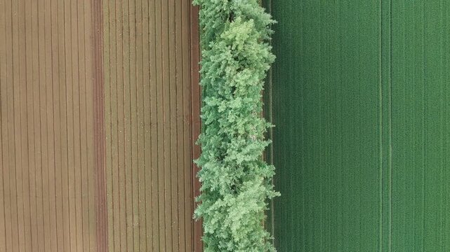 일본 농경지의 기하학적 패턴과 나무 라인 수직 드론 항공뷰 (Top-down aerial drone view of geometric patterns and tree line in Japanese farmland)