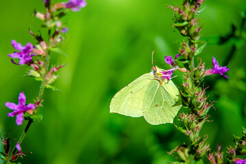 A yellow butterfly sits on a purple flower
