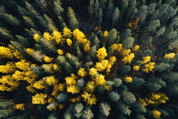 Aerial view of autumn forest; yellow trees contrast with dark evergreens