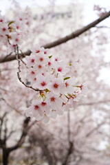 Cherry Blossoms Flowers Up Close (Portrait) 