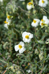 Common rockrose white flowers - Latin name - Helianthemum nummularium