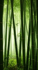 Fototapeta premium Lush Bamboo Forest: Serene Green Landscape for Wellness and Nature