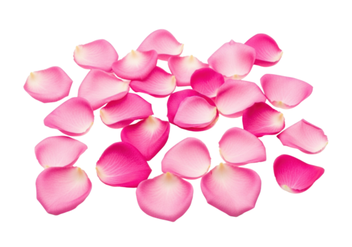 Scattered fresh individual rose petals in delicate light, medium, and deep pink shades on a pristine transparent plain background with copy space, top-down view, shadowless studio light, concept for