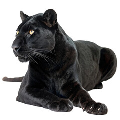 Fototapeta premium Wild Black Panther Full Body Pose on White Background
