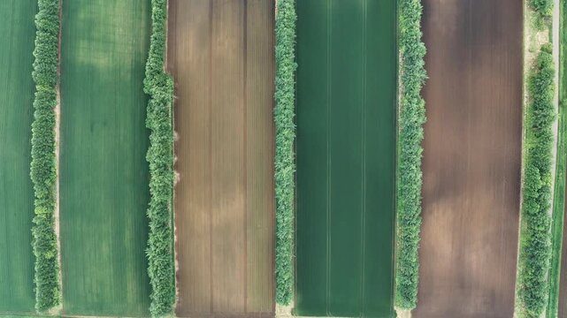 일본 농경지의 대칭적 선형 패턴과 나무 울타리 수직 드론 항공뷰 (Top-down aerial drone view of symmetrical linear patterns and tree lines in Japanese farmland)