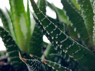 aloe vera plant