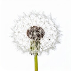 Close Up Dandelion Seed Head with Delicate Details on White Background Showing Floral Fragility