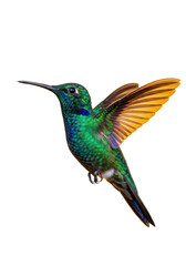 Obraz premium A single iridescent green and blue hummingbird in graceful 3/4 view, wings wide-spread mid-hover against a transparent studio background with golden-orange backlit rim lighting, concept of natural