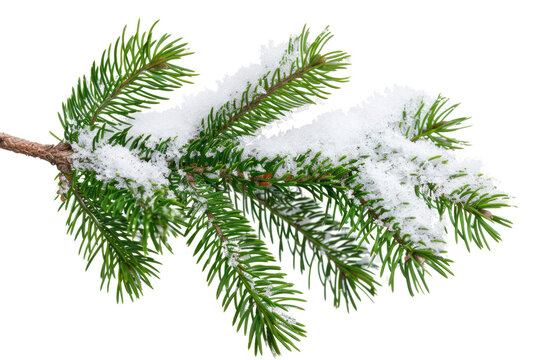 christmas tree branch covered with snow isolated on white or transparent png