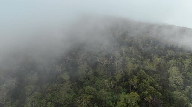 안개와 운해에 덮인 일본 하트 호수 주변 숲과 산길 드론 항공뷰 (Aerial drone view of forest and mountain road covered in thick mist and sea of clouds near Heart Lake, Japan)