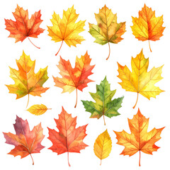 Obraz premium Collection of autumn maple leaves isolated on transparent background